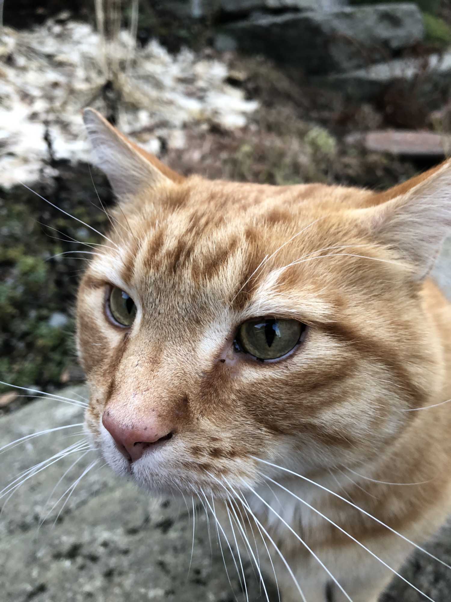 Photo of a cat